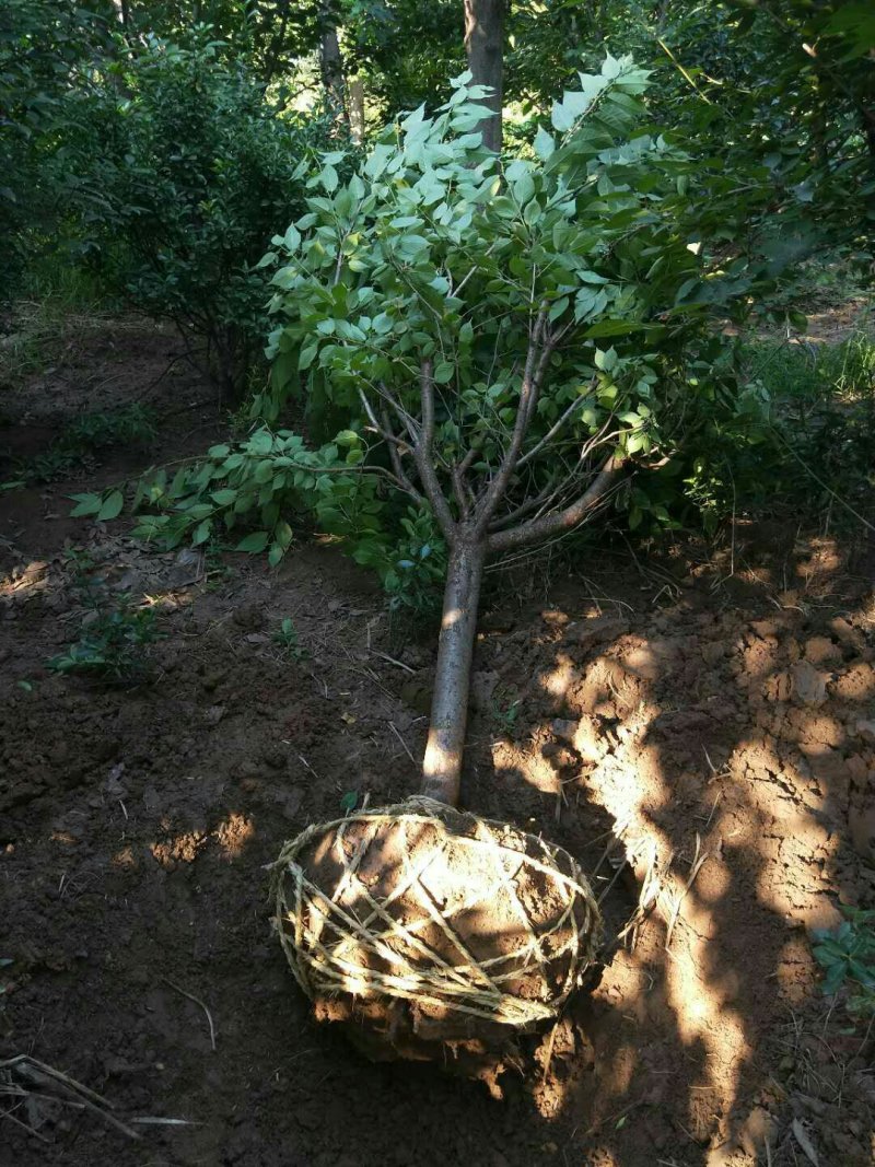 鄢陵9的樱花300元。