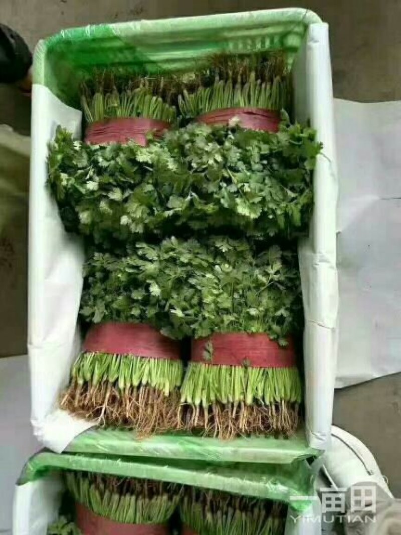 菠菜，花菜，甘蓝，香菜，茴香，油麦等等