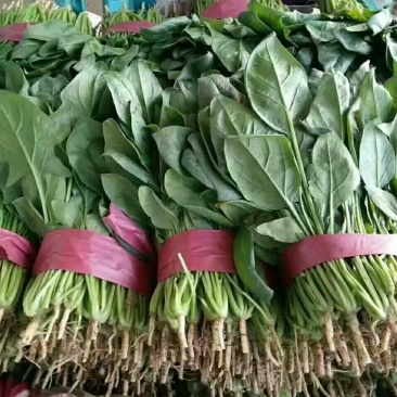 菠菜，花菜，甘蓝，香菜，茴香，油麦等等