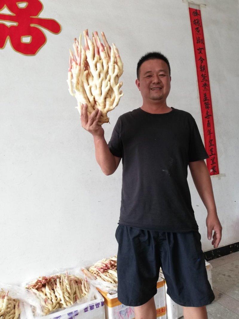 生姜红芽白肉，量大质优