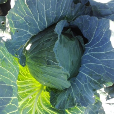 甘蓝菜5一10斤质优80亩百万斤丰产长年供货