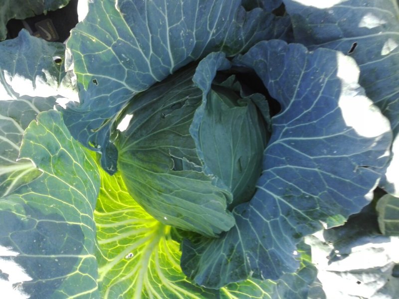 甘蓝菜5一10斤质优80亩百万斤丰产长年供货