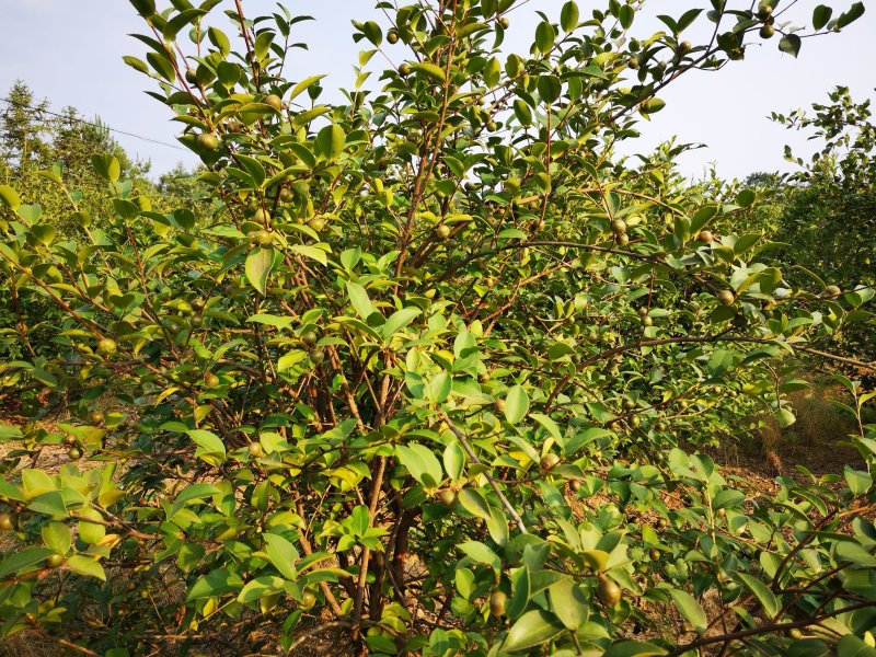 正宗山茶油