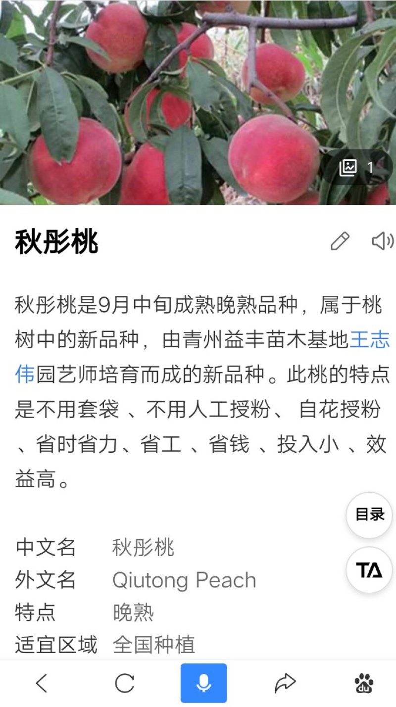 秋彤桃苗，，，，，，，，