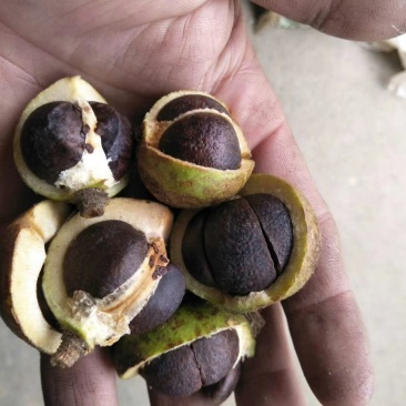 油茶籽都是霜降后的籽