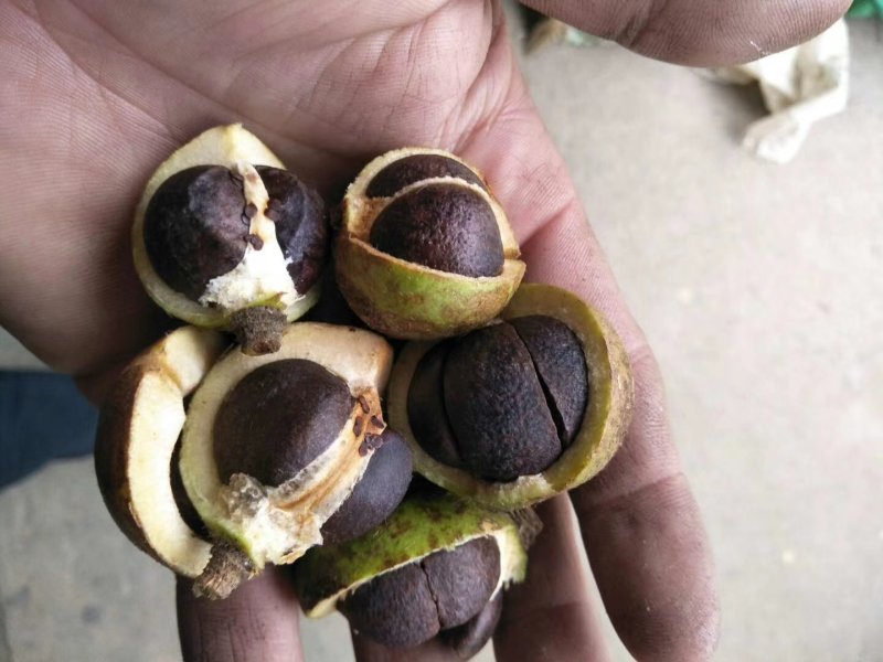 油茶籽都是霜降后的籽