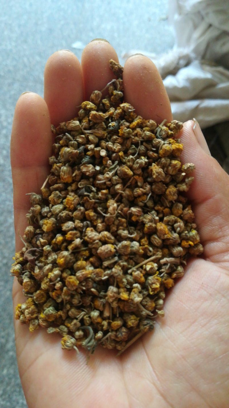 大别山区野生药材：野菊花