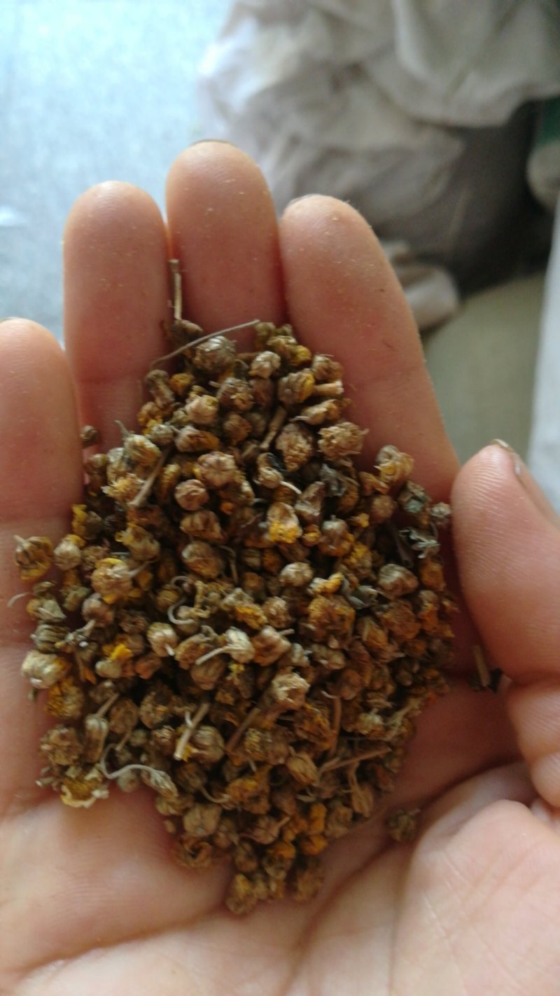 大别山区野生药材：野菊花