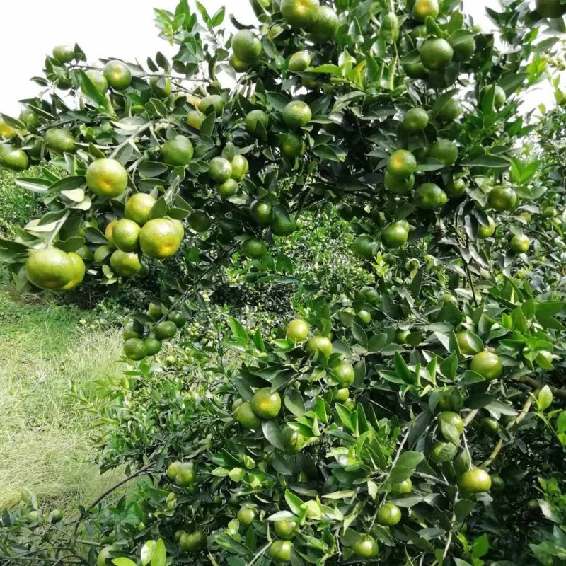 南丰蜜橘