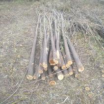 竹柳杆、木杆、支撑杆，大量出售