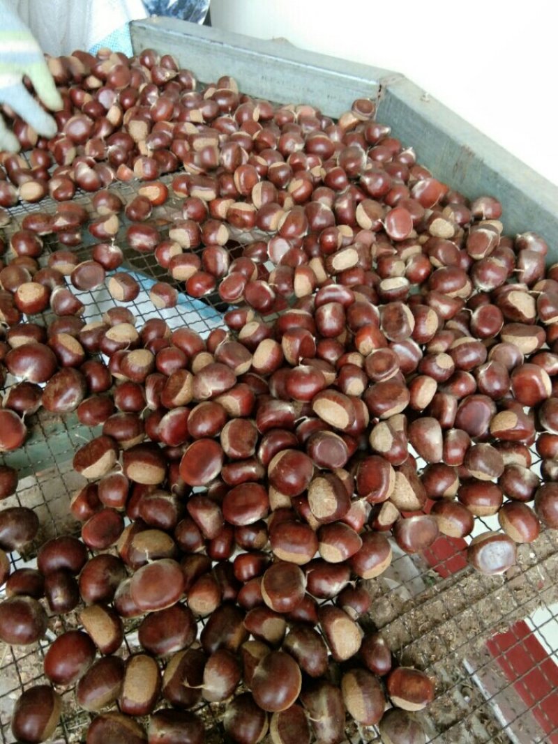 精品野生板栗，大量上市，颜色正黄，口感糯甜，欢迎咨询