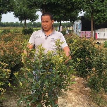 红叶石楠球