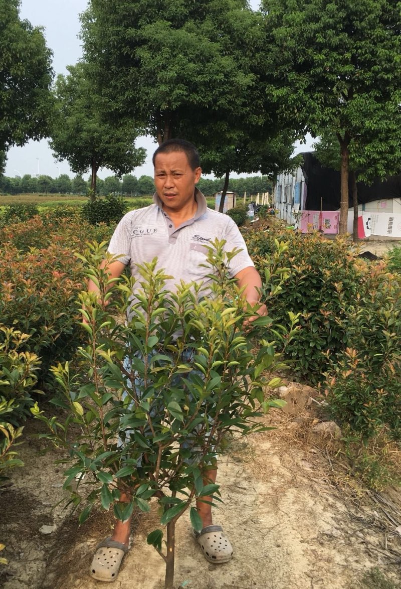 红叶石楠球