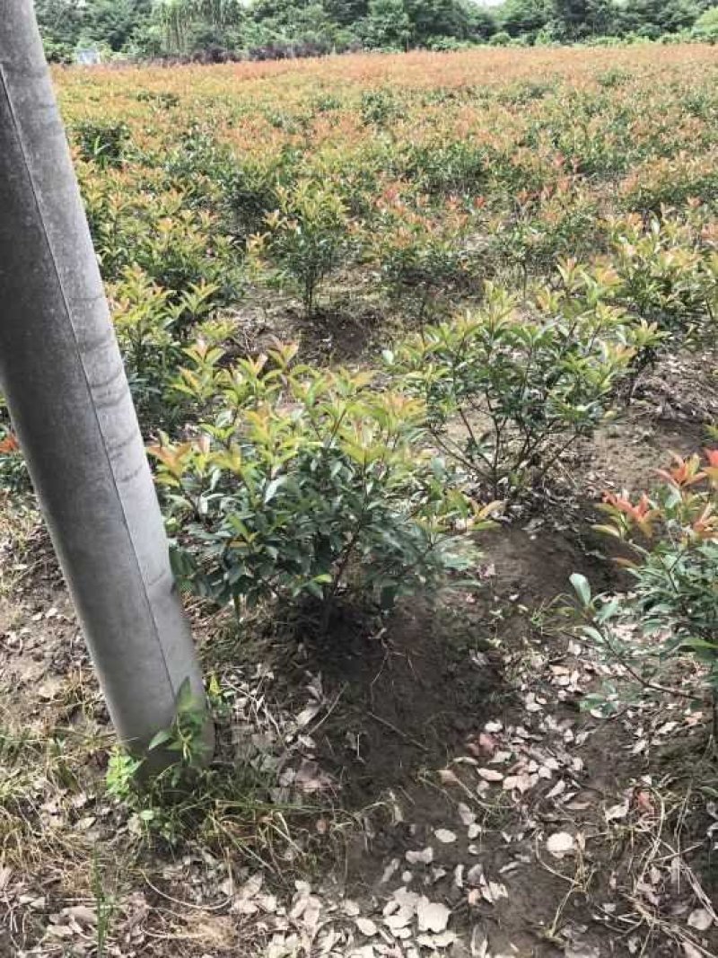 红叶石楠球
