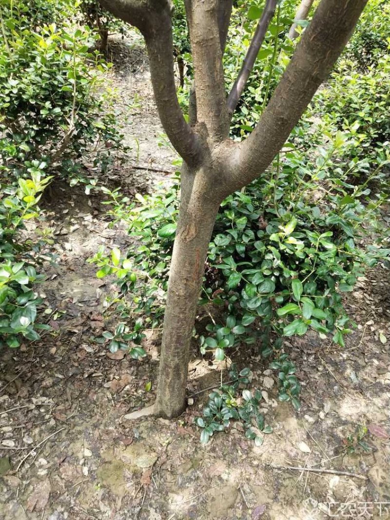 紫叶李