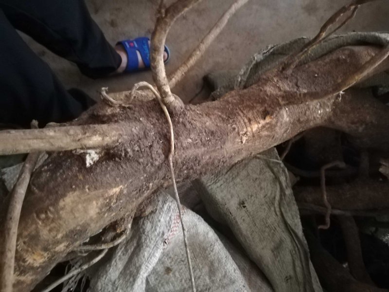 马比木
