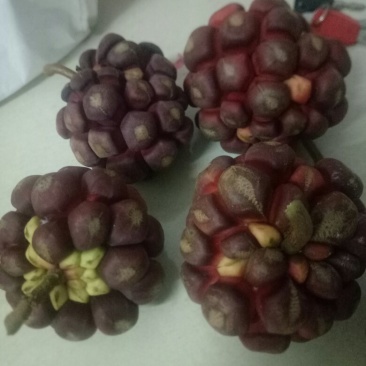 黑老虎苗和果现已上市