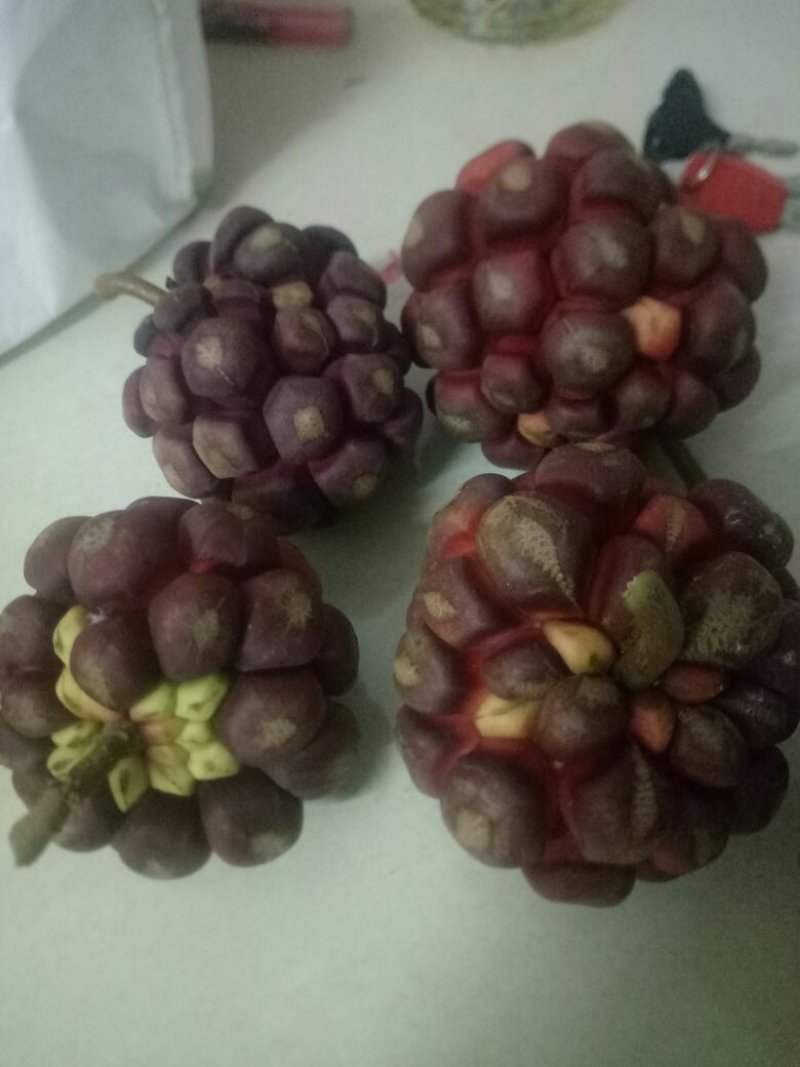 黑老虎苗和果现已上市