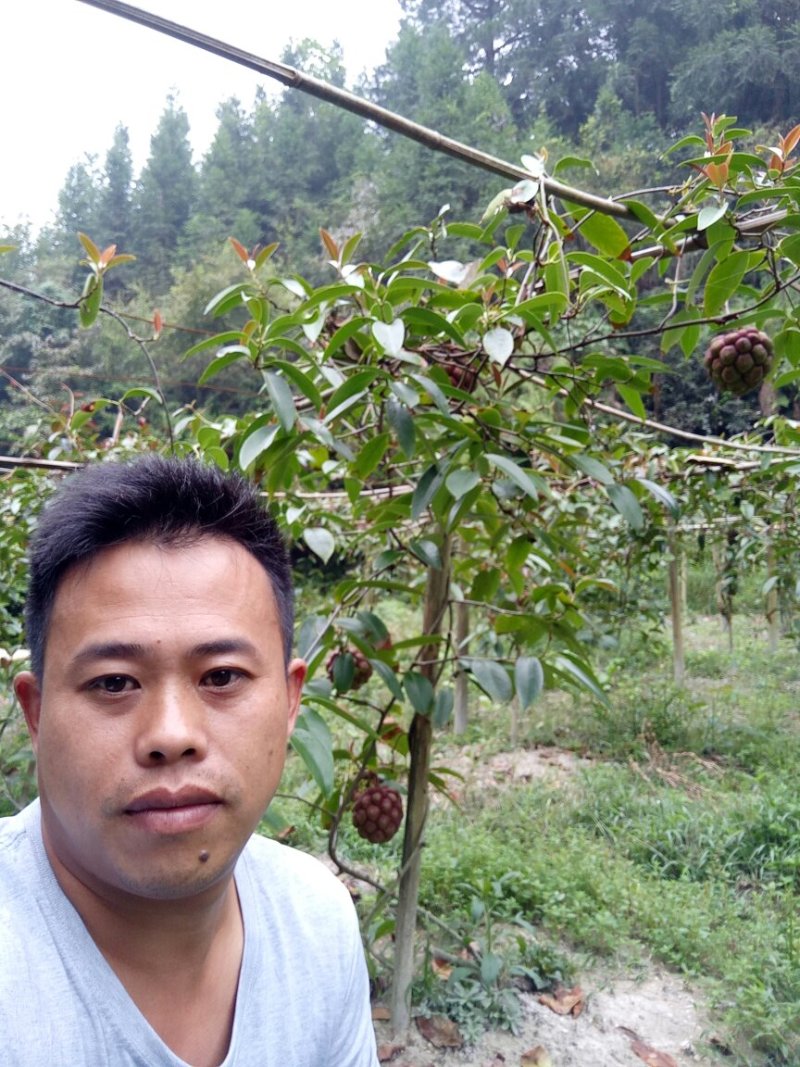 黑老虎苗和果现已上市