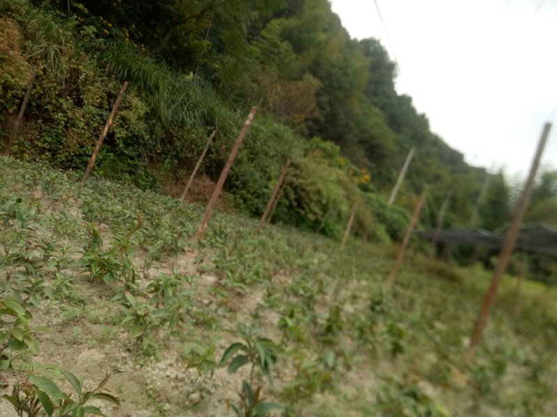 黑老虎苗和果现已上市