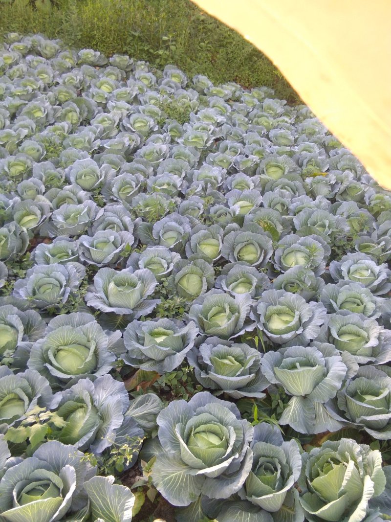 优质扁包菜，货源充足，奥奇娜目前为止作为南方市场的主打菜