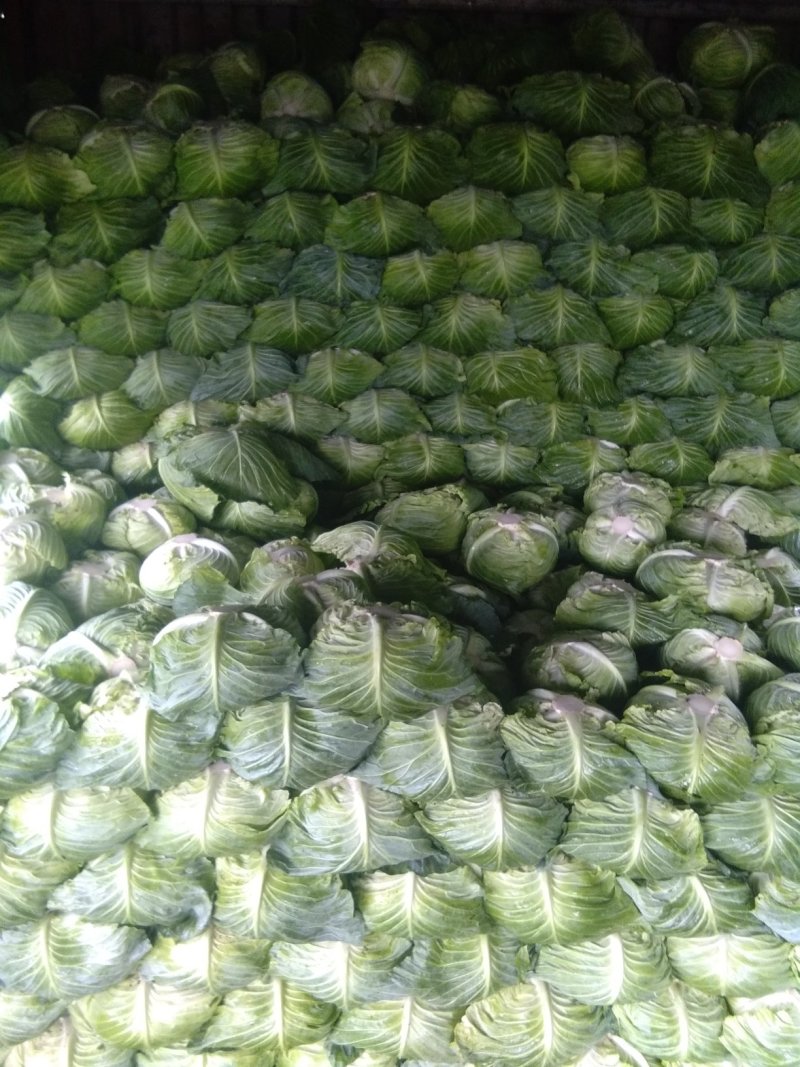 优质扁包菜，货源充足，奥奇娜目前为止作为南方市场的主打菜