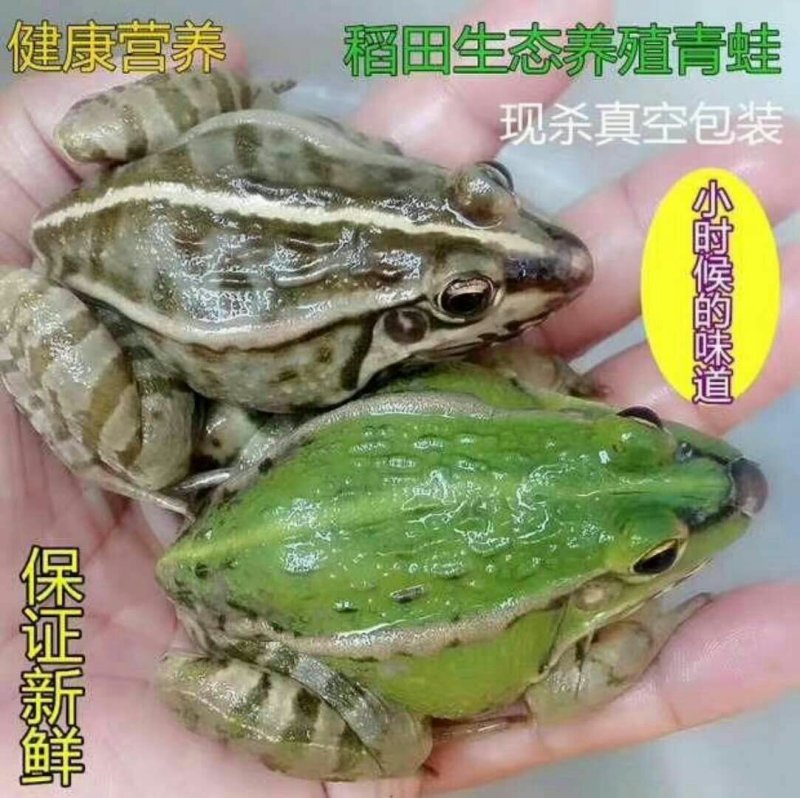 山上围网放养杂交野兔，