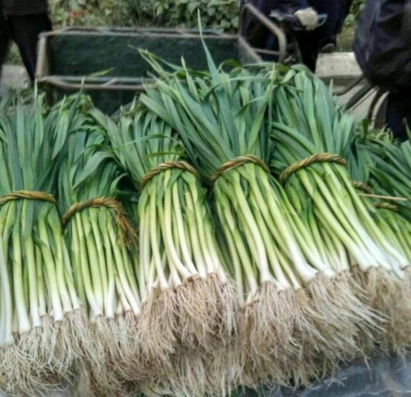 精品水洗蒜苗✔红根蒜苗✔产地直销✔量大从优✔合作共赢✔