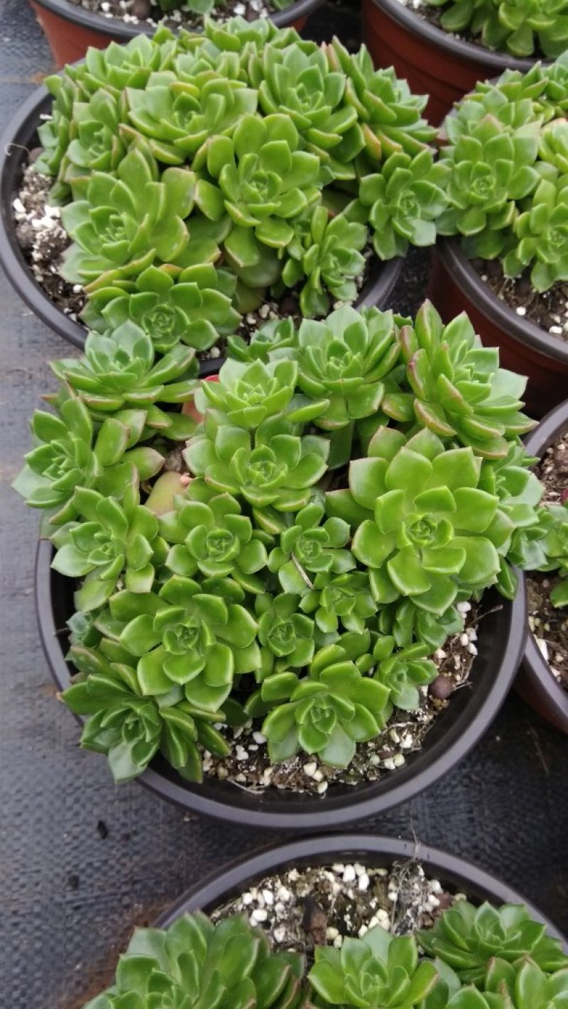 多肉植物