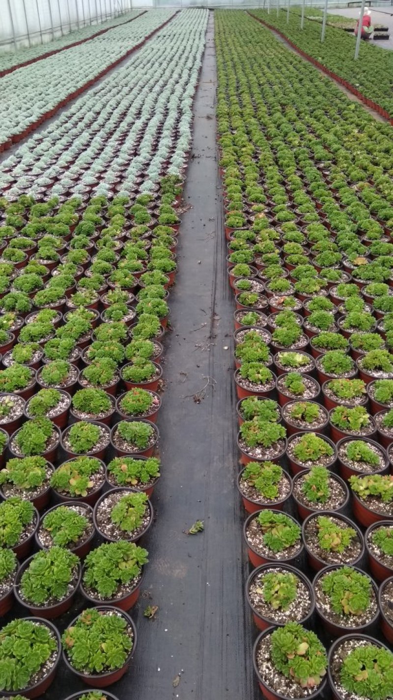多肉植物