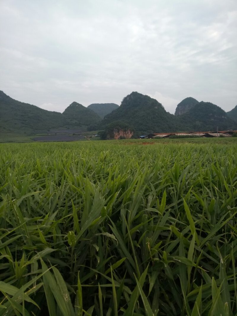 小黄姜