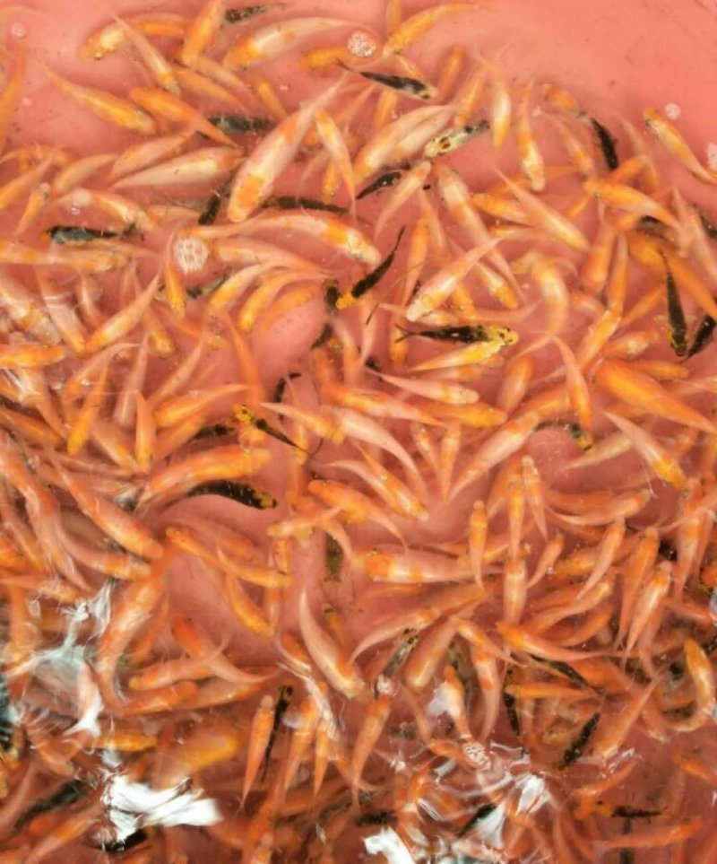 锦鲤