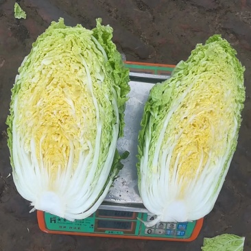 黄心白菜