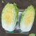 黄心白菜