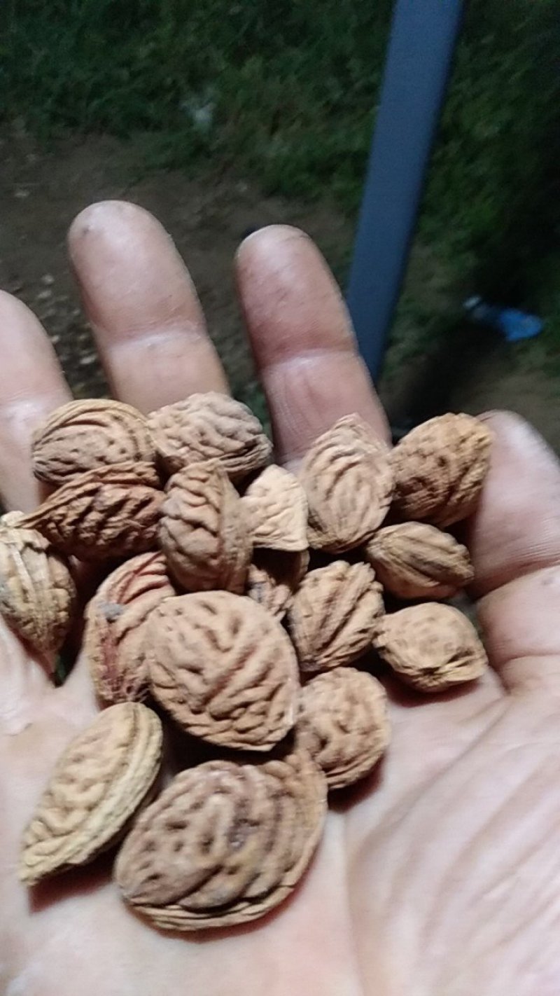 毛桃树种子