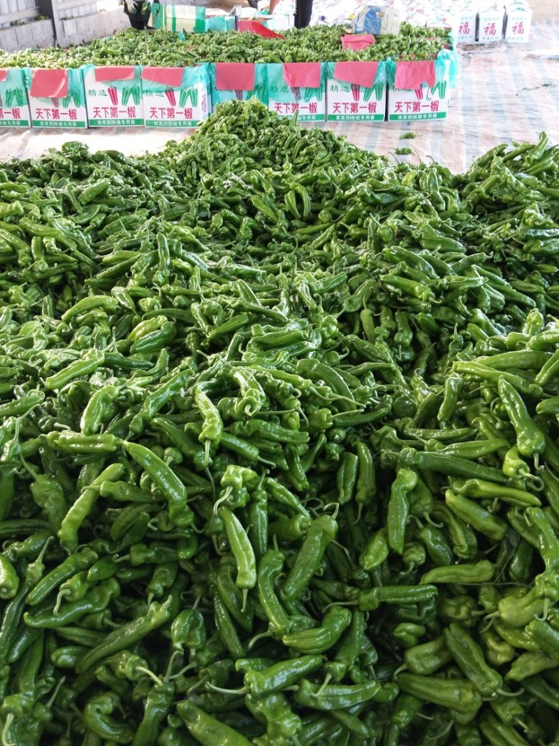 辣妹子，青辣妹子山东费县鲜辣椒辣妹子大量上市供应全国