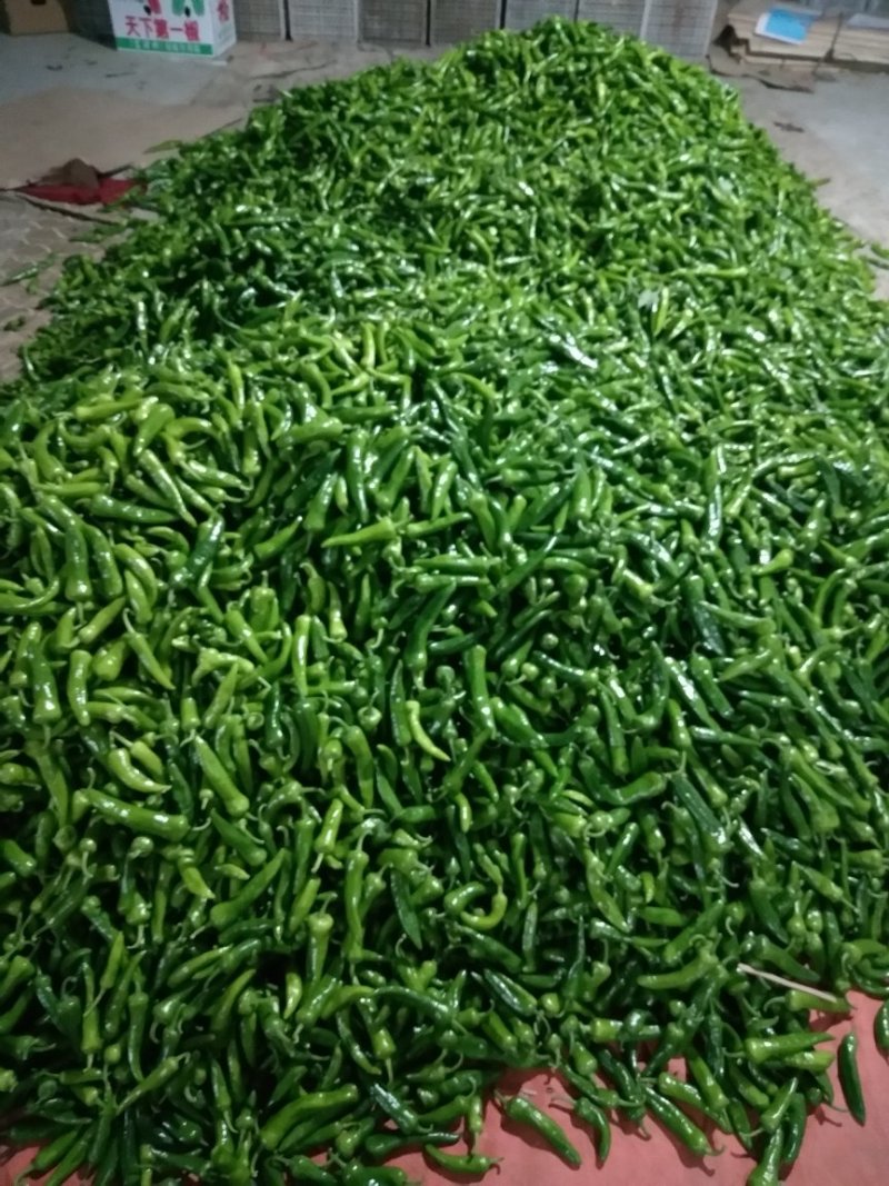 辣妹子，青辣妹子山东费县鲜辣椒辣妹子大量上市供应全国
