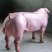 长白种公猪