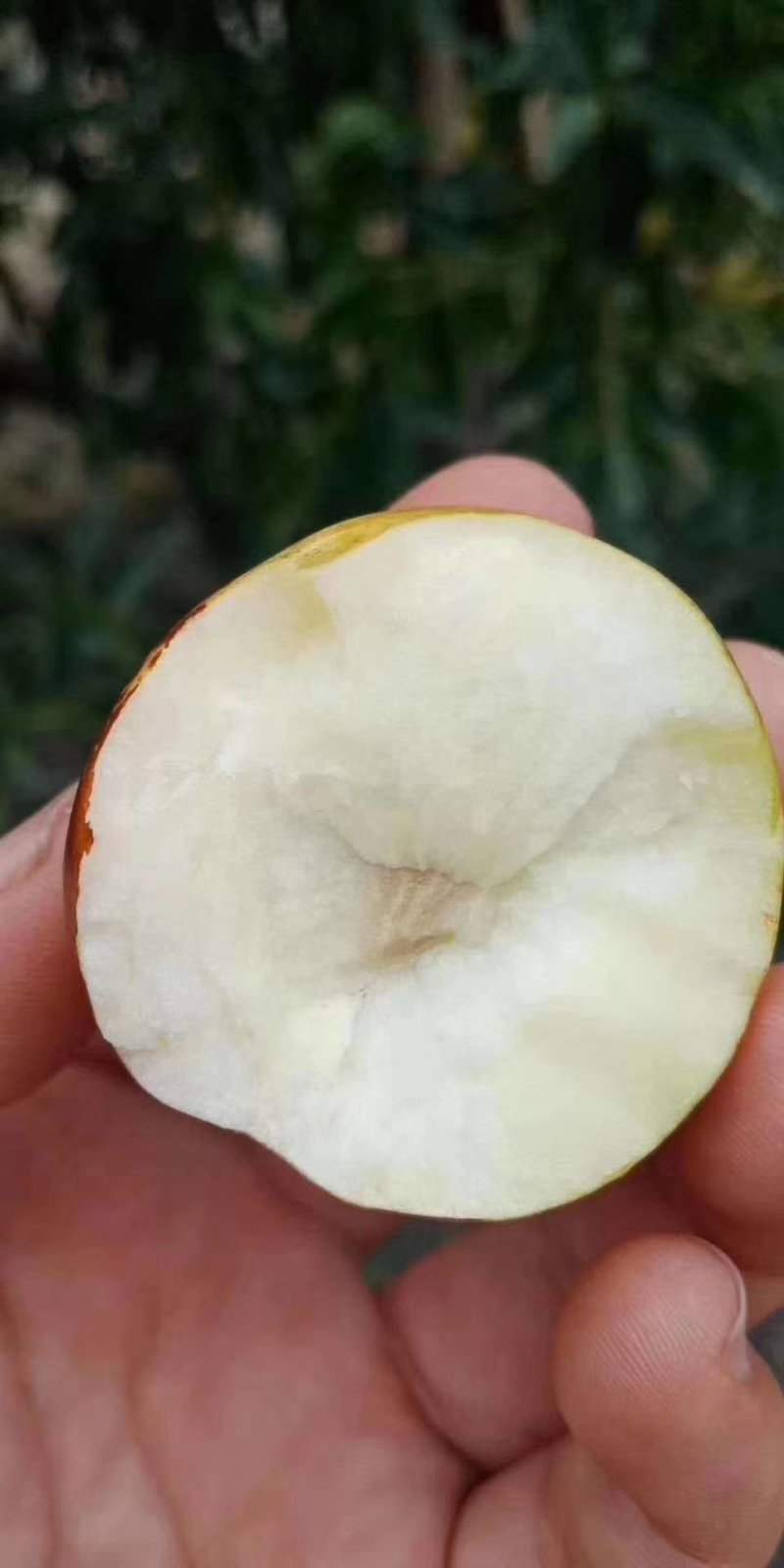 冬枣