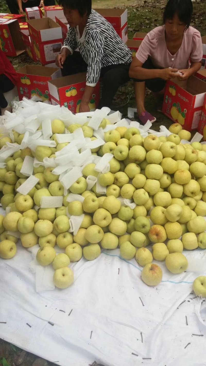 砀山梨🍐砀山酥梨光果老树沙土地口感果形颜色更好