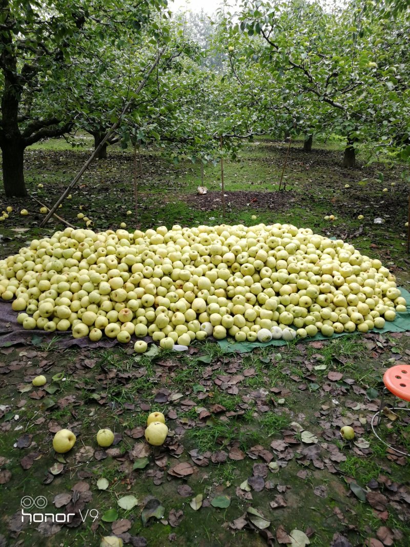 砀山梨🍐砀山酥梨光果老树沙土地口感果形颜色更好