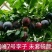 国峰7李子苗，辽宁国峰李子苗，辽宁新品种李子苗