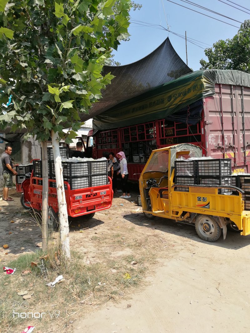 砀山梨🍐砀山酥梨光果老树沙土地口感果形颜色更好