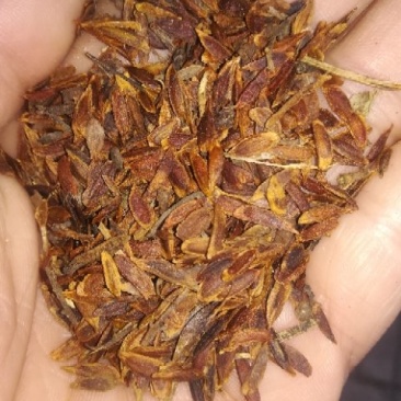 紫丁香籽，丁香种子，丁香花籽