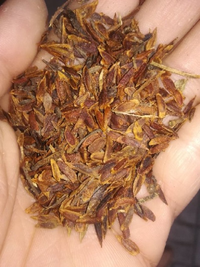 紫丁香籽，丁香种子，丁香花籽