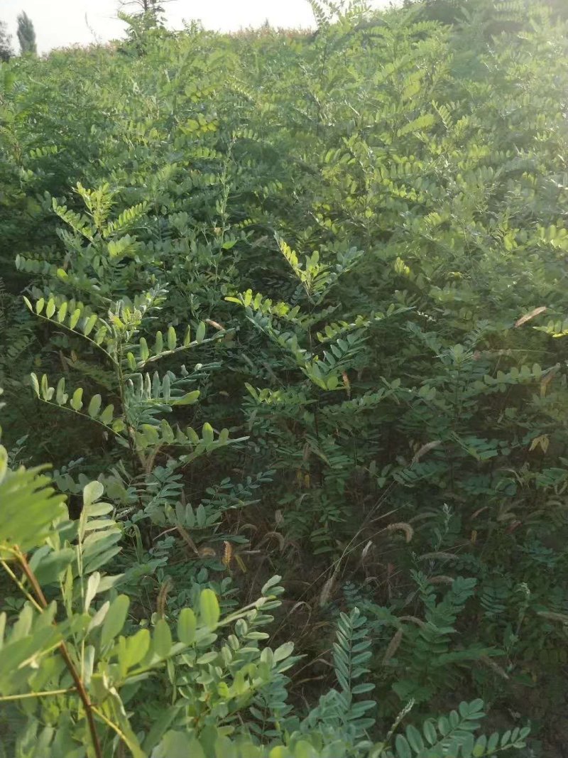 紫穂槐二百万一到二年苗长势优良好，质高价廉