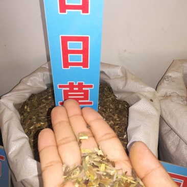 百日草种子，百日草花籽，百日菊种子