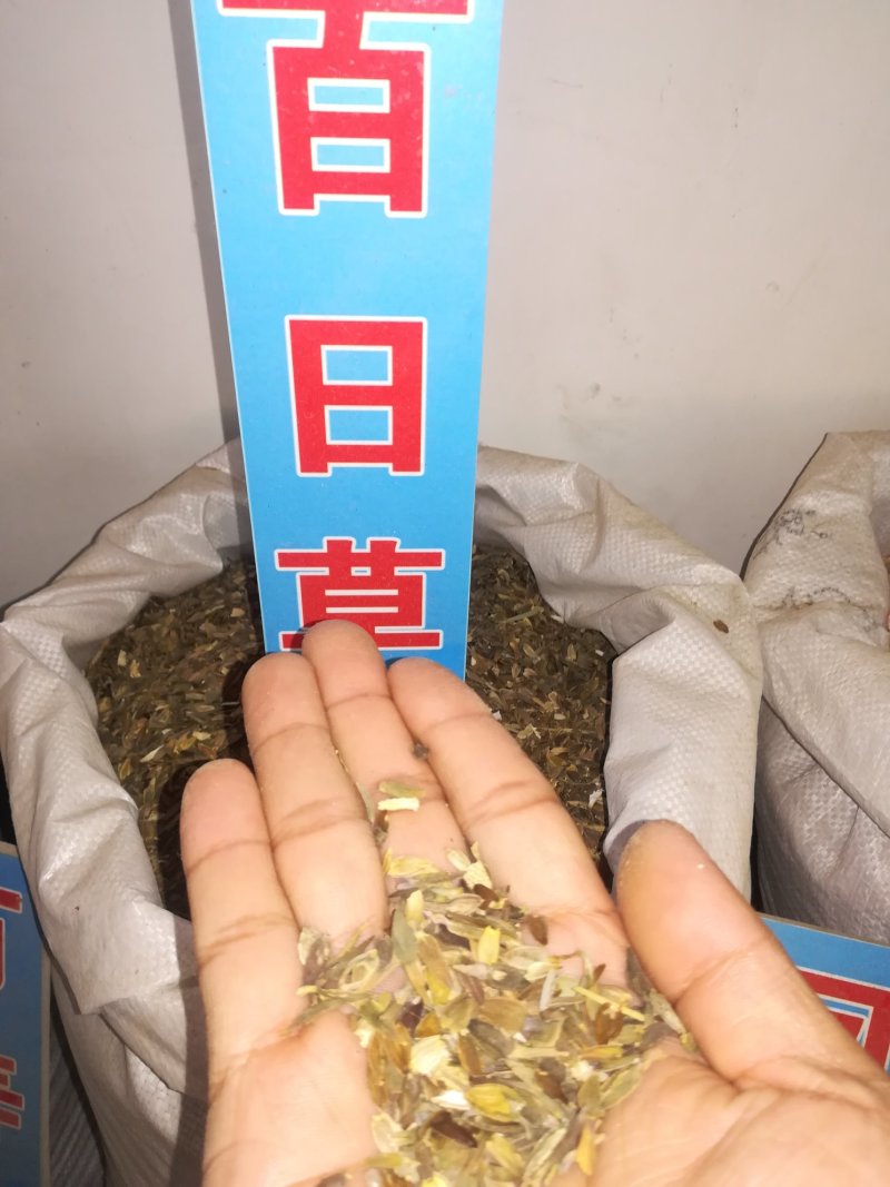 百日草种子，百日草花籽，百日菊种子