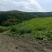 山林山地出租，也可合作