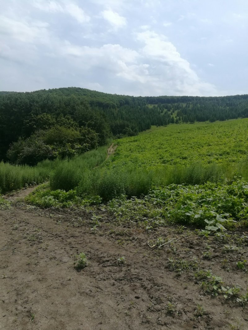 山林山地出租，也可合作